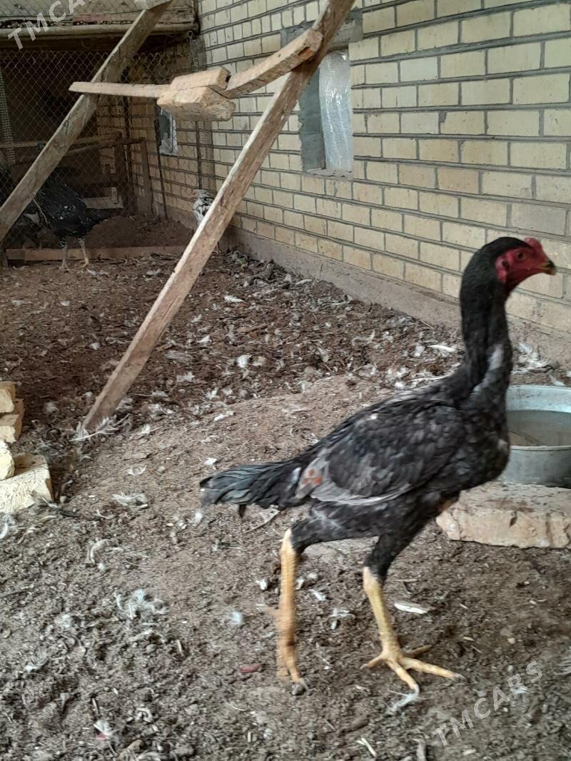 guş - Мары - img 2