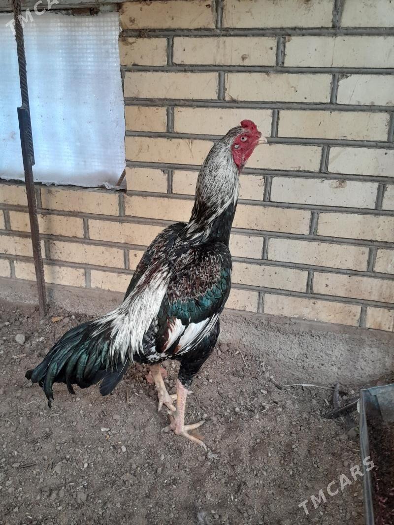 guş - Мары - img 4