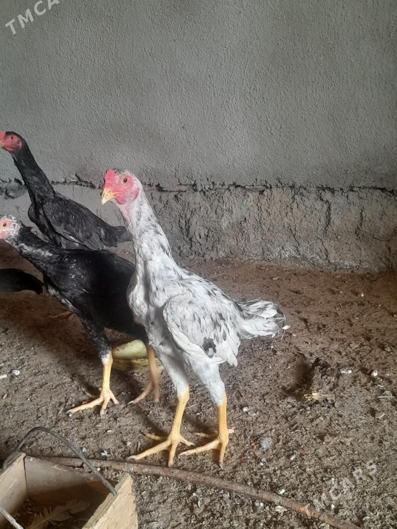 guş - Мары - img 8