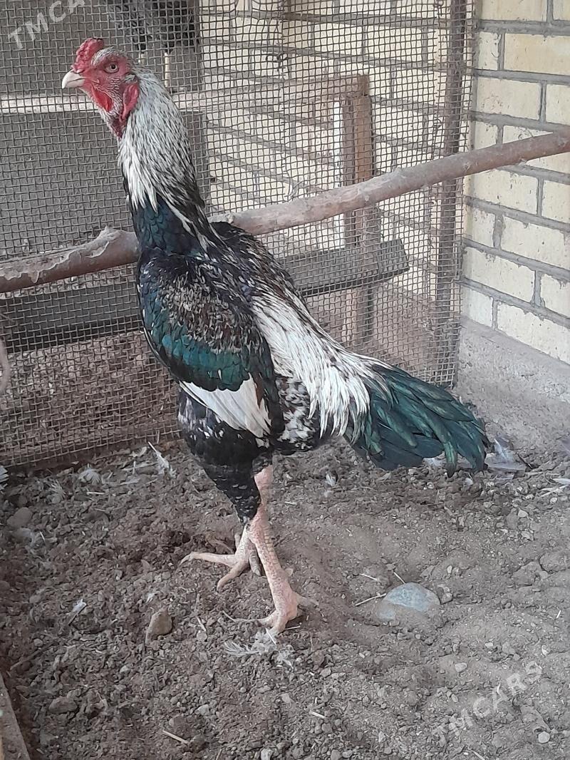 guş - Мары - img 6