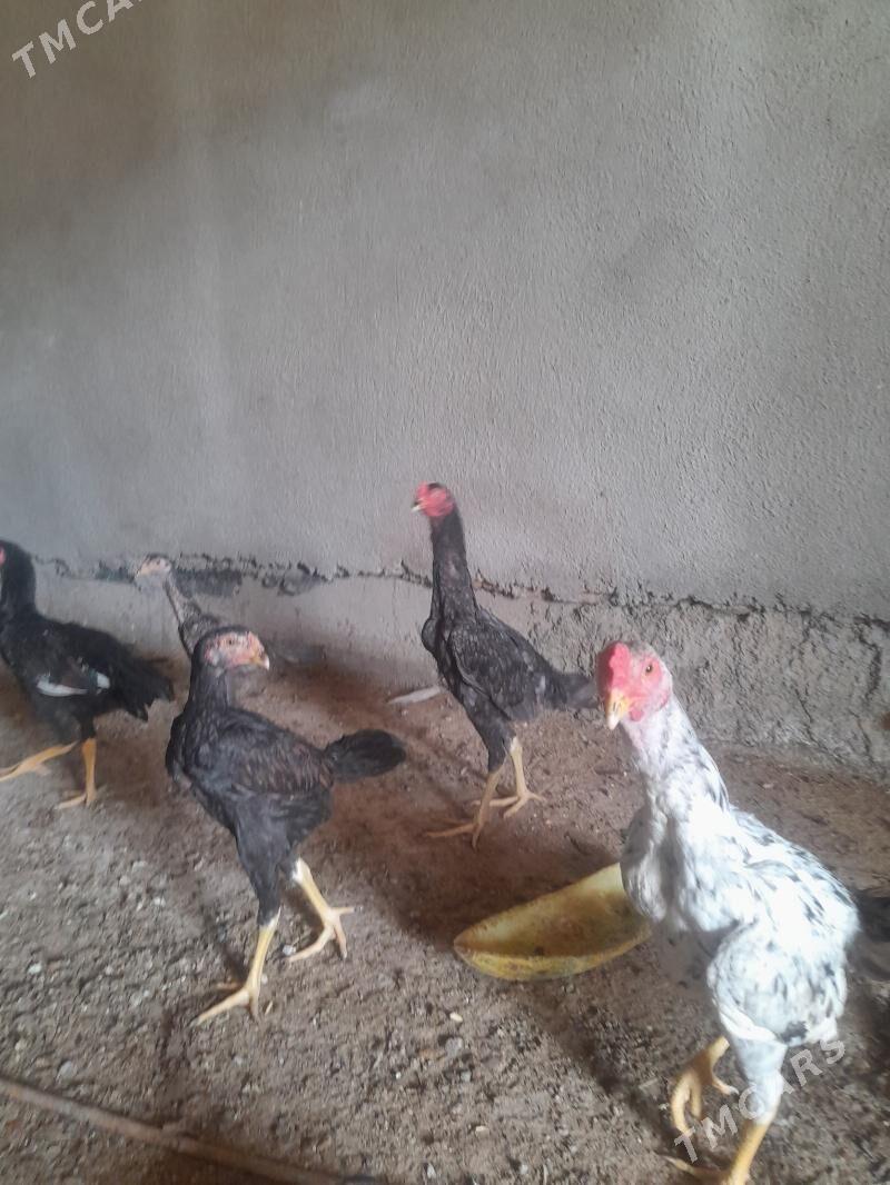 guş - Мары - img 9