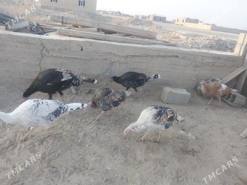 Induk - Гызыларбат - img 4