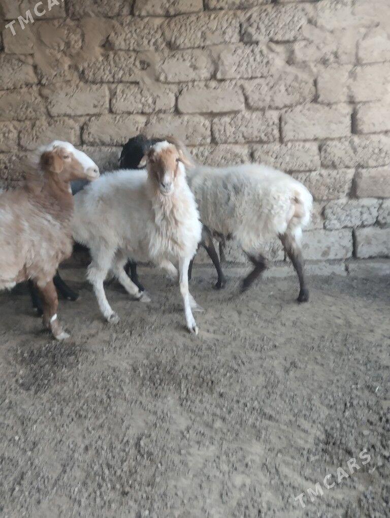 bakalan. goýyn - Büzmeýin - img 5