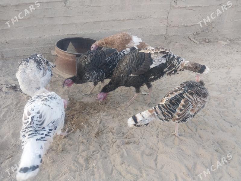 Induk - Гызыларбат - img 6