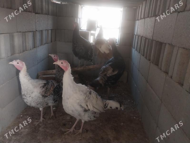 Induk - Гызыларбат - img 9