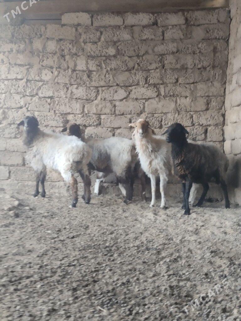 bakalan. goýyn - Büzmeýin - img 4