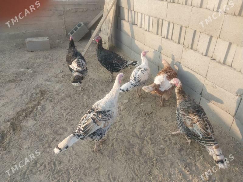 Induk - Гызыларбат - img 2