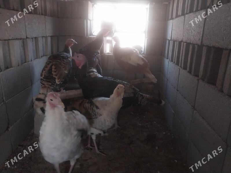 Induk - Гызыларбат - img 7