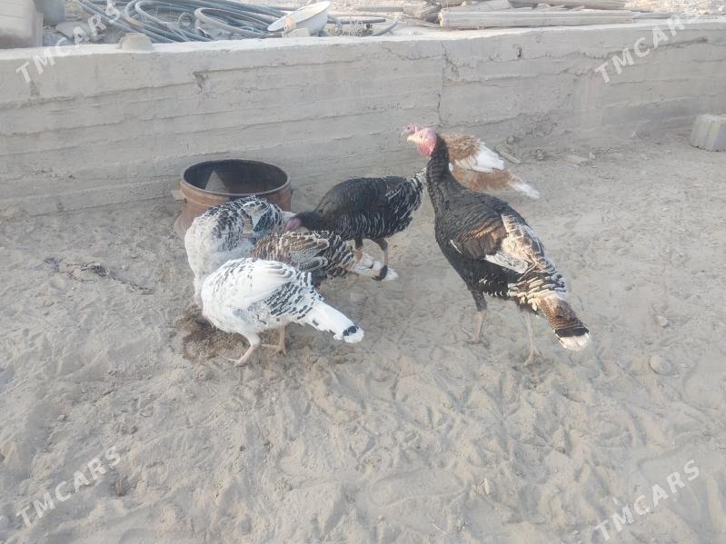 Induk - Гызыларбат - img 5