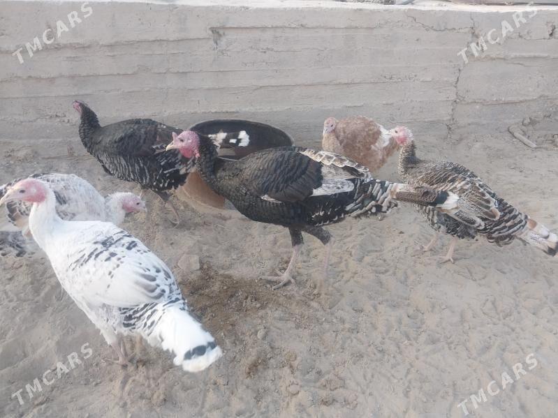 Induk - Гызыларбат - img 3