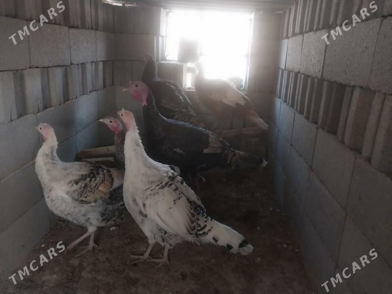 Induk - Гызыларбат - img 8