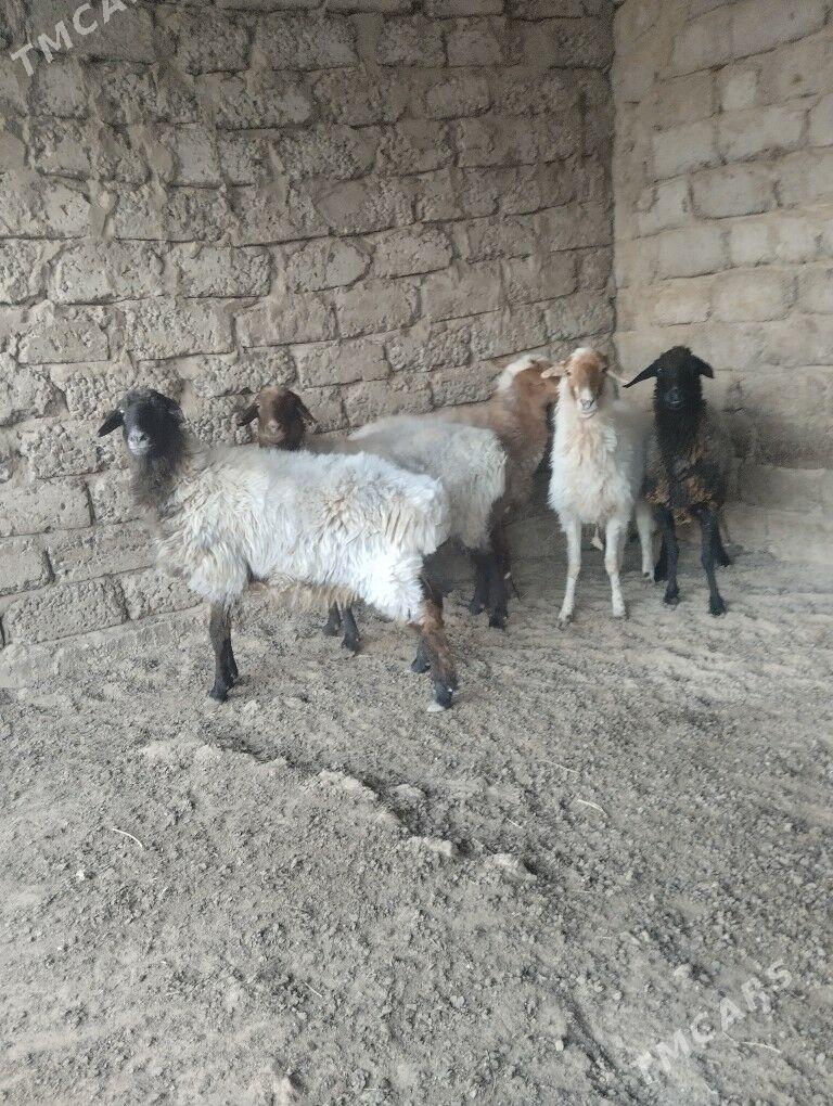 bakalan. goýyn - Büzmeýin - img 3