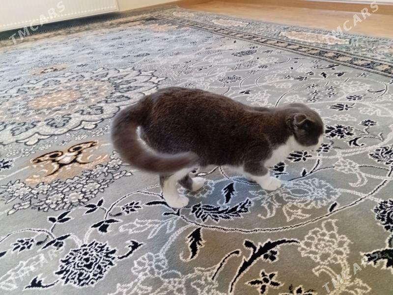 pişik paroda - Türkmenbaşy - img 5