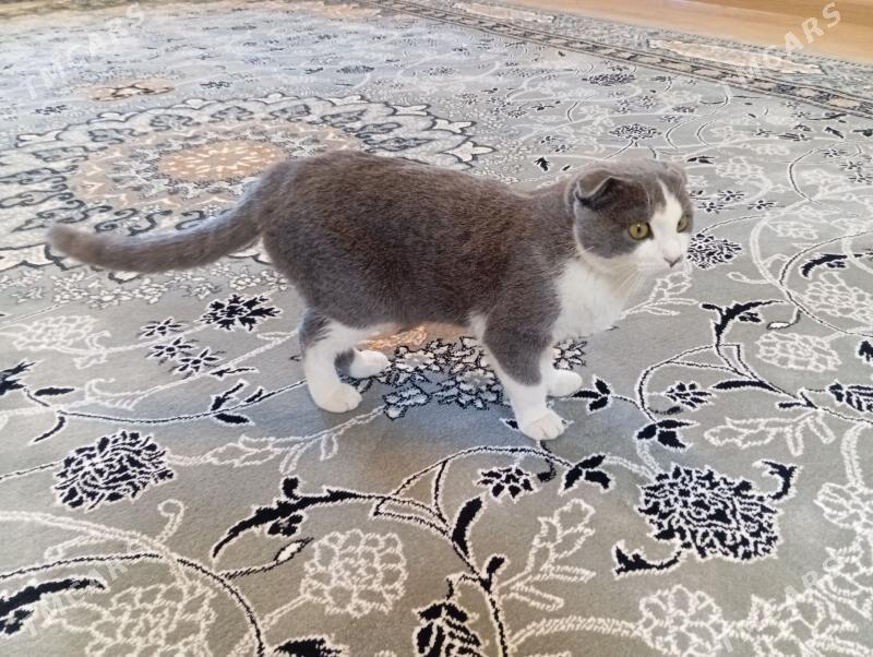 pişik paroda - Türkmenbaşy - img 2