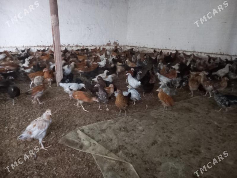 towuk juje - Mary - img 3