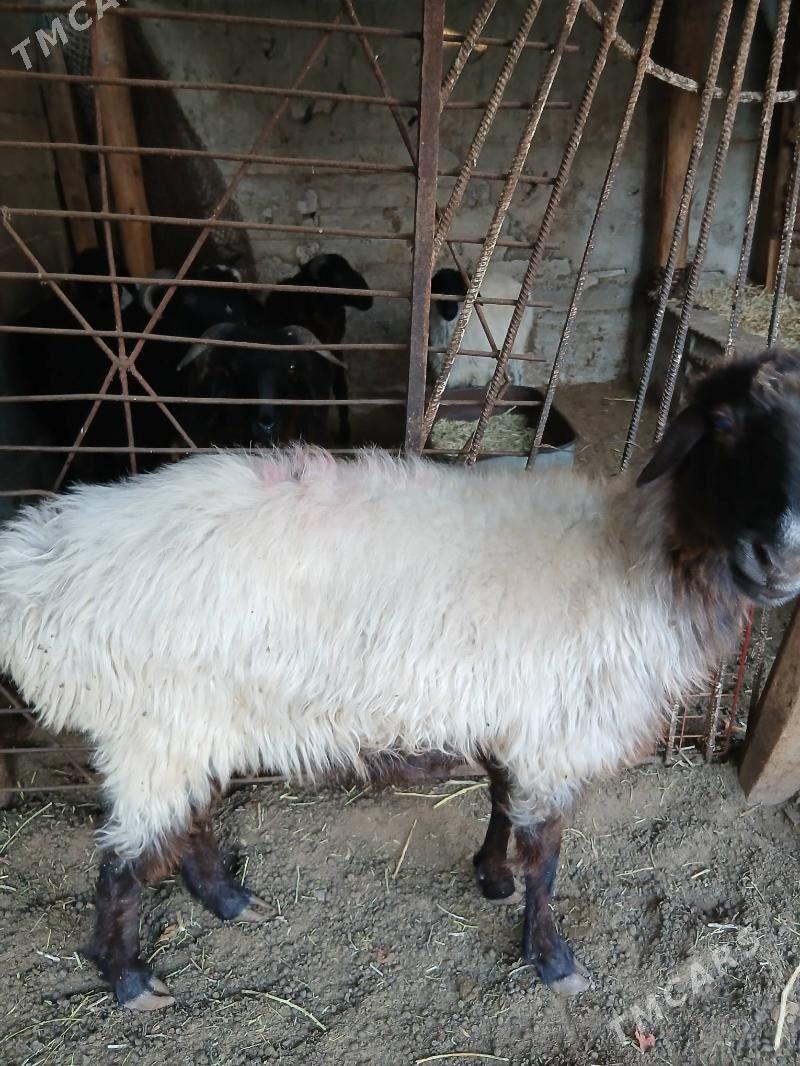 Oweç Goyun - Ашхабад - img 5