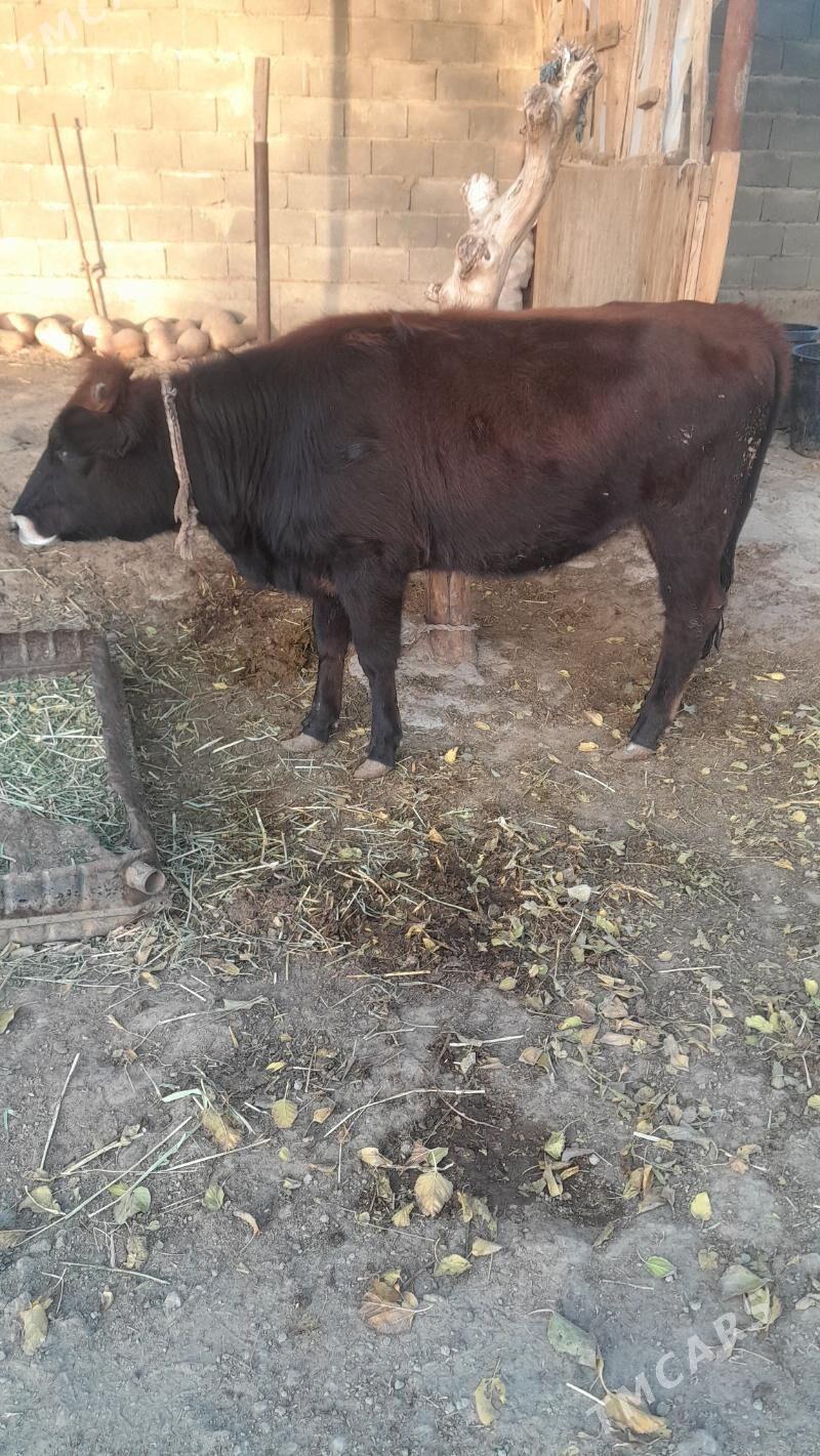 tùwe.   gòle - Gökdepe - img 2