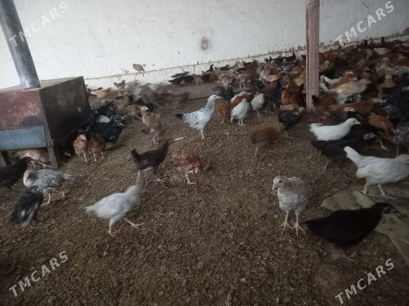 towuk juje - Mary - img 2