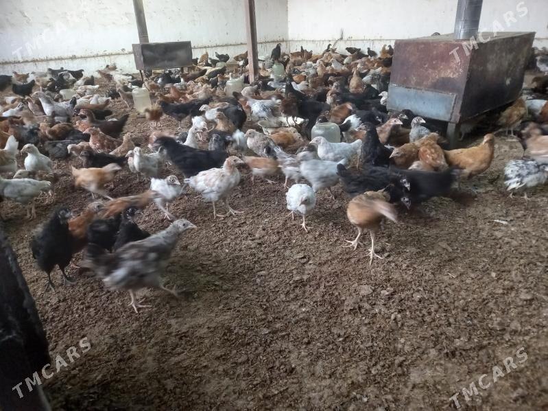 towuk juje - Mary - img 4