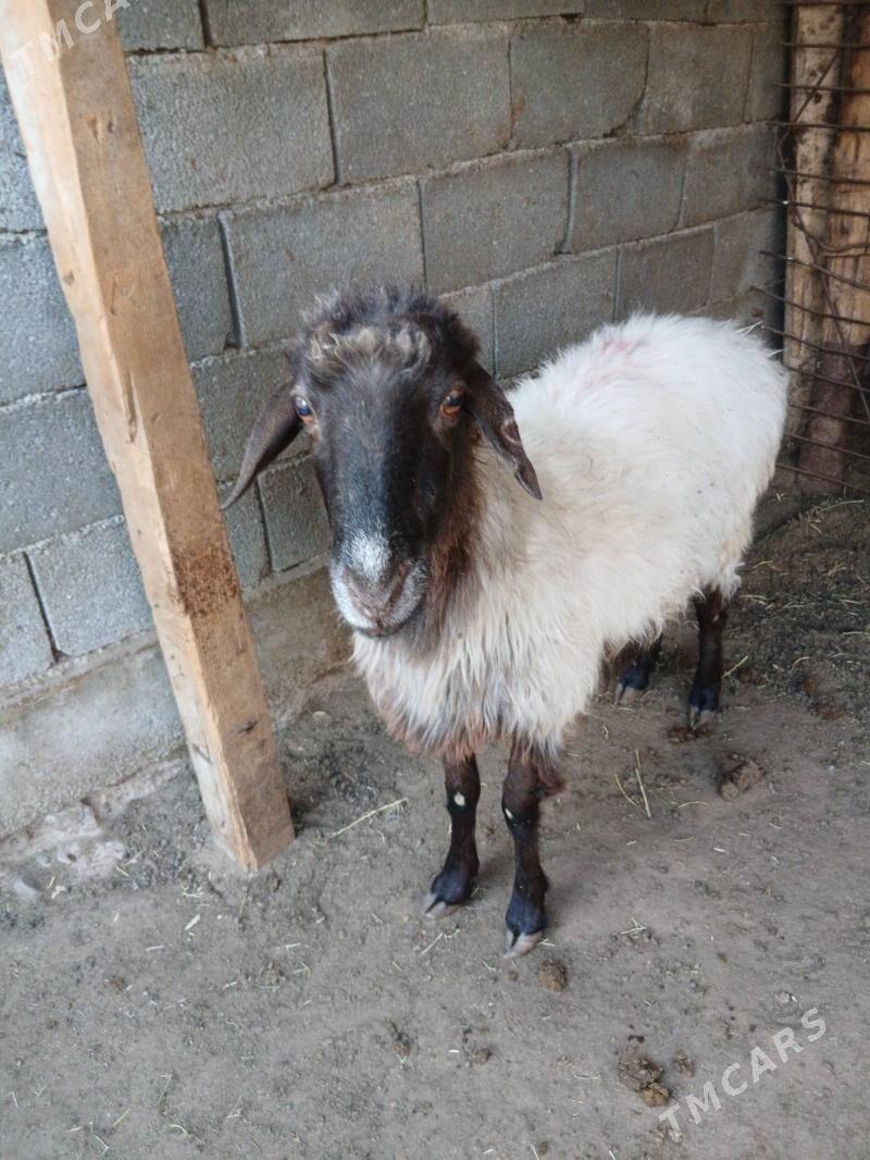 Oweç Goyun - Ашхабад - img 3