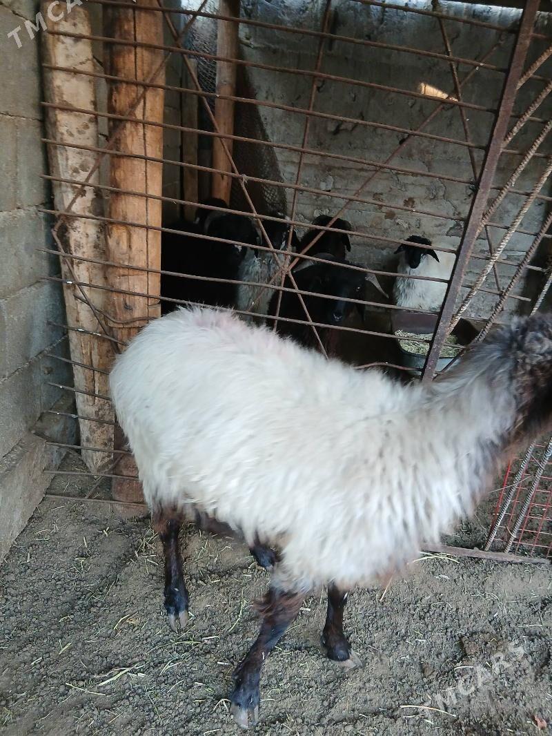 Oweç Goyun - Ашхабад - img 2