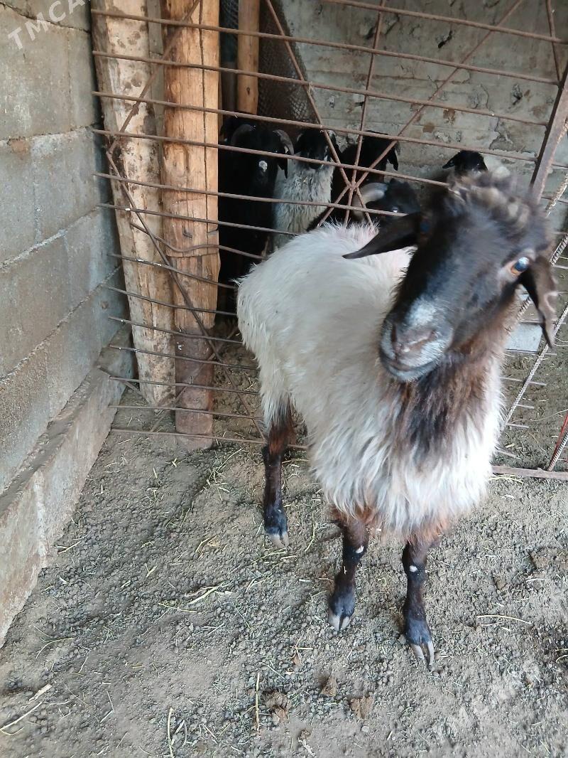 Oweç Goyun - Ашхабад - img 4