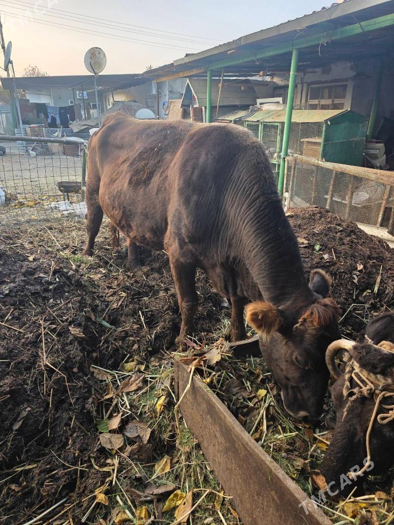 Kelek sygyr - Bekrewe - img 2