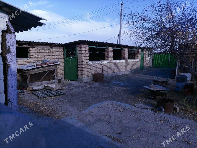 jay - Gyzylarbat - img 8