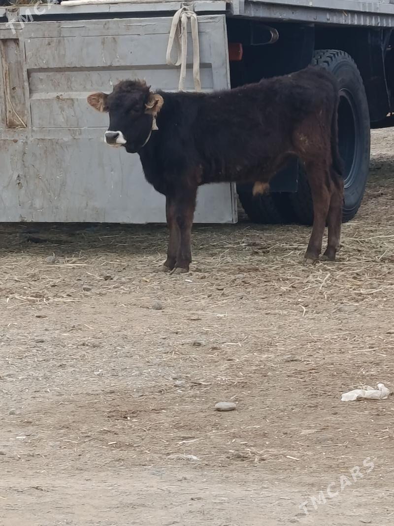 okuz - Büzmeýin - img 2