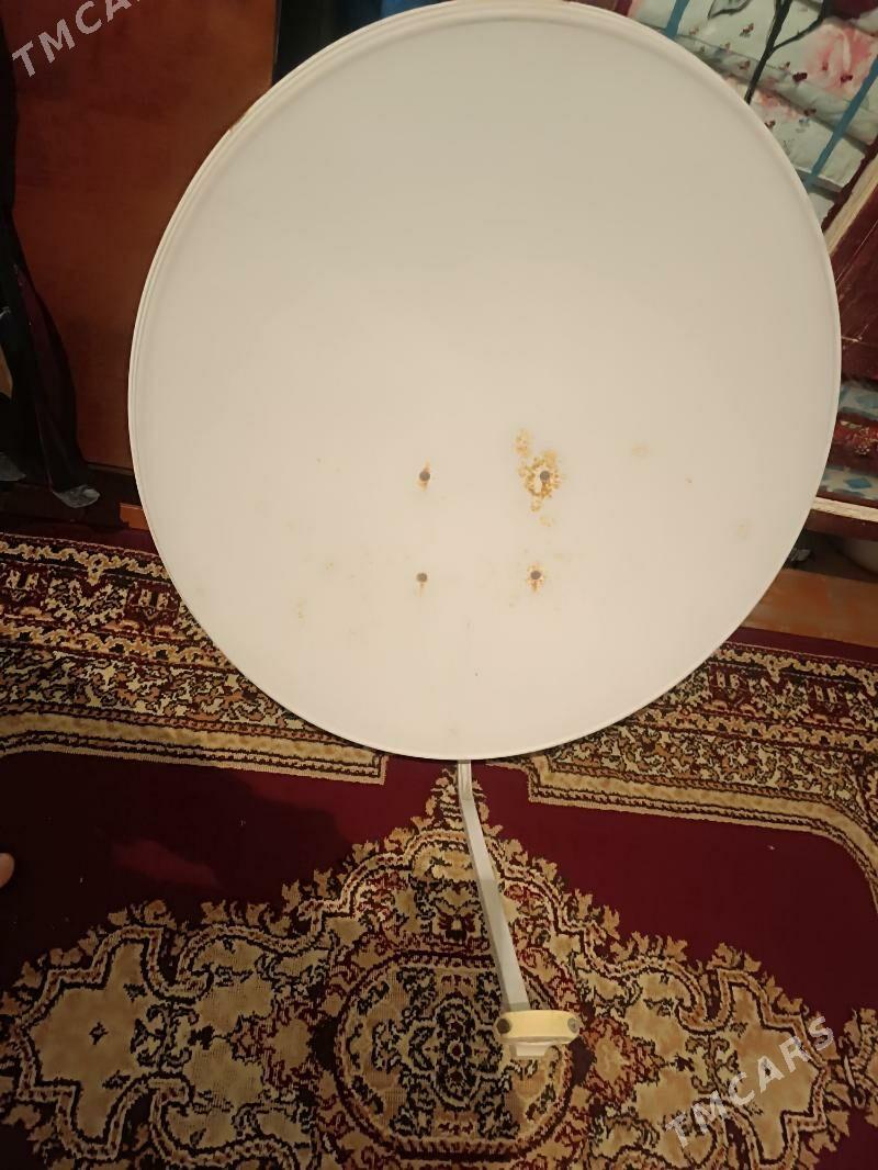 kici anten - Sakarçäge - img 3