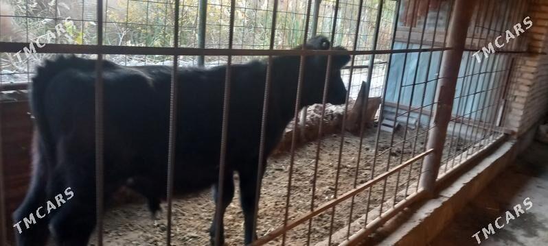 Saglyk sygyr - Çärjew - img 3