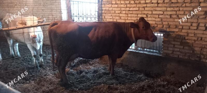 Saglyk sygyr - Çärjew - img 2