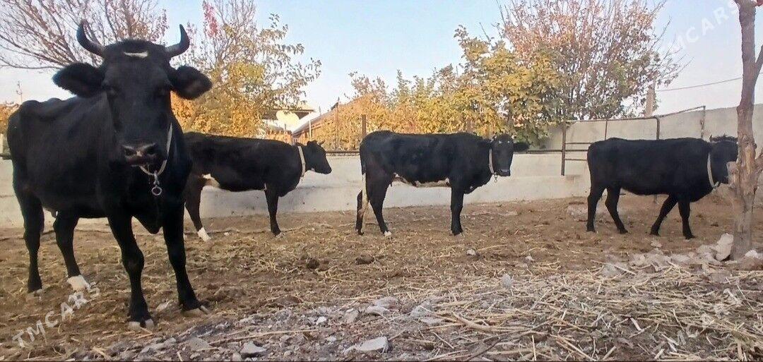 ÇORNY PIÝOSTYR SYGYRLAR - Herrikgala - img 1