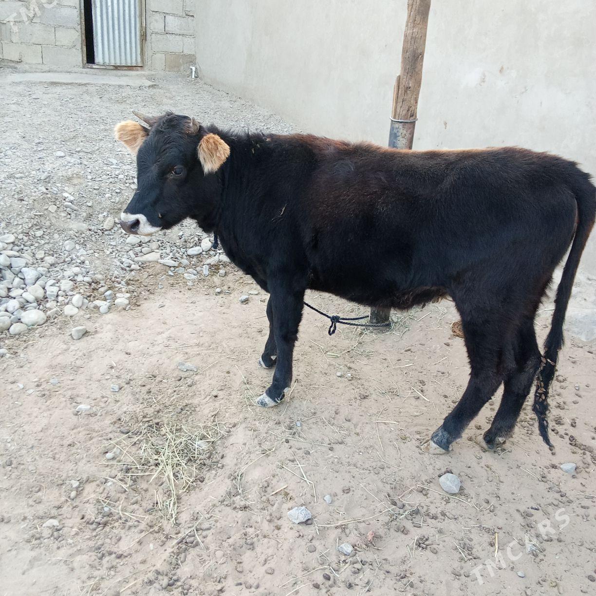 okuz tuwe - Bäherden - img 8