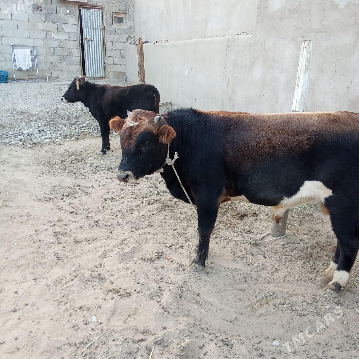 okuz tuwe - Bäherden - img 3