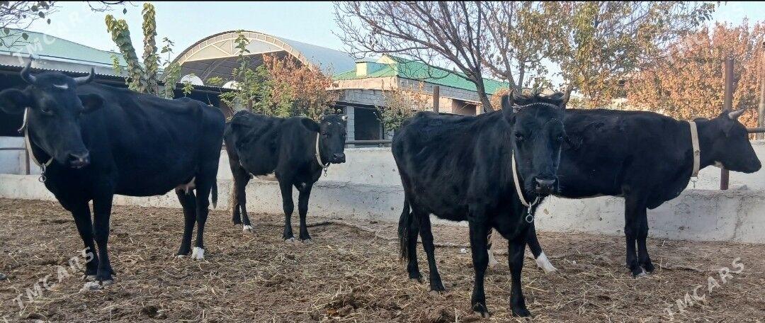 ÇORNY PIÝOSTYR SYGYRLAR - Herrikgala - img 2