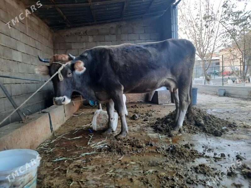 sygyr - Гёкдепе - img 2