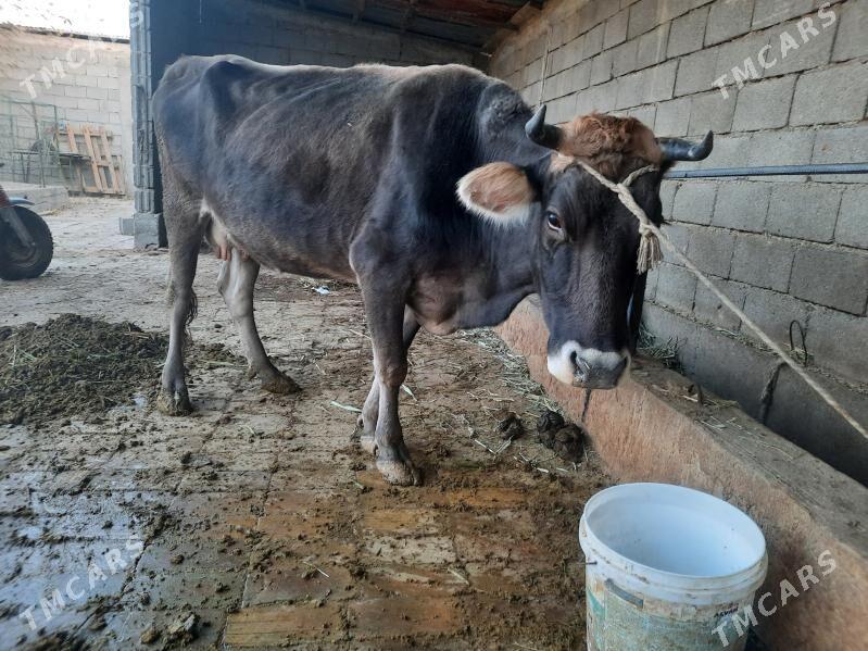 sygyr - Гёкдепе - img 3