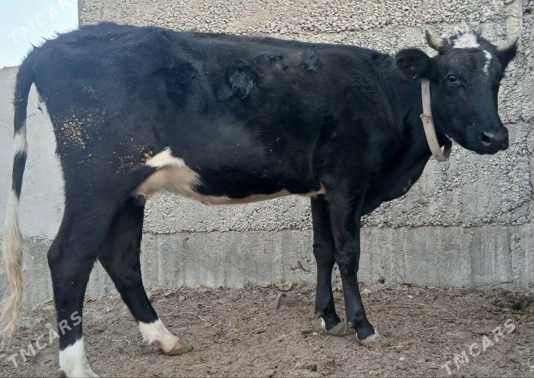 ÇORNY PIÝOSTYR SYGYRLAR - Herrikgala - img 7