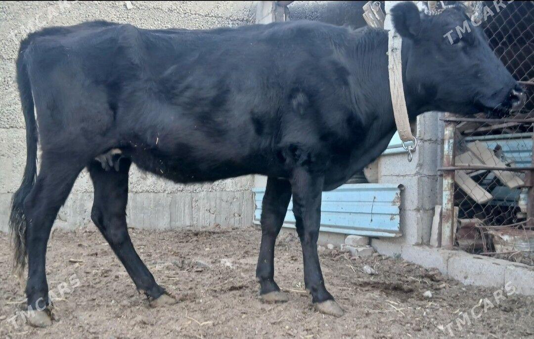 ÇORNY PIÝOSTYR SYGYRLAR - Herrikgala - img 5