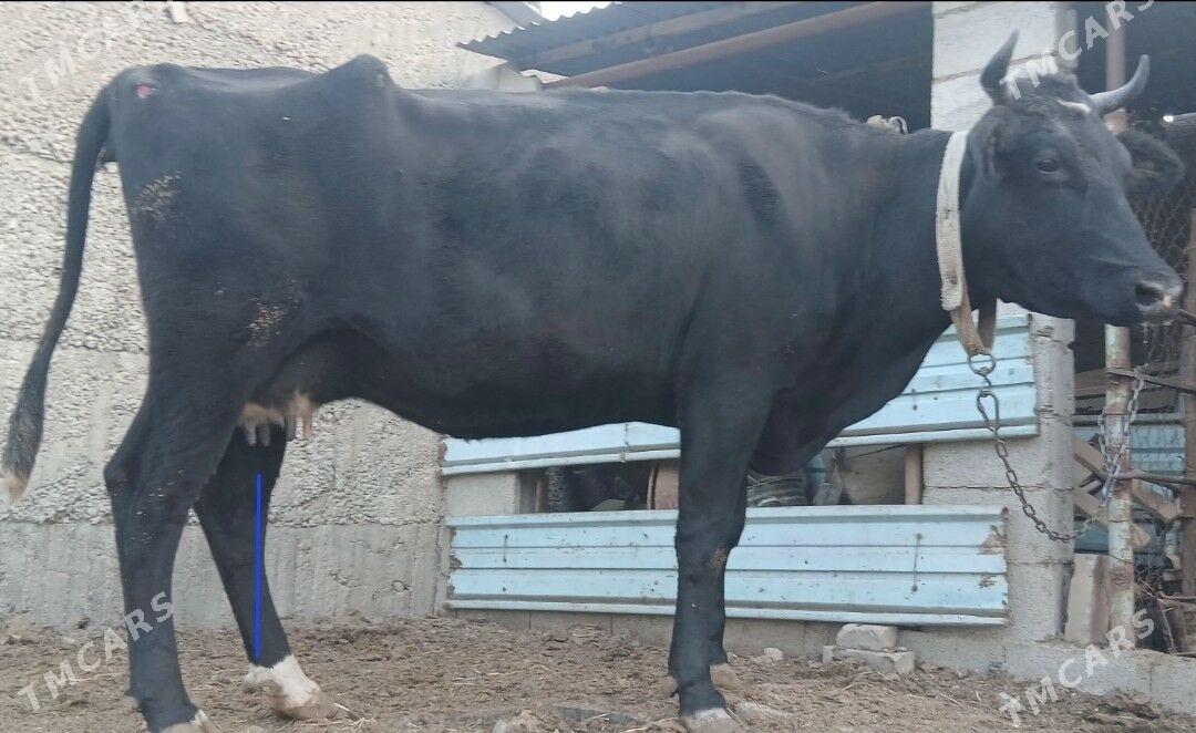 ÇORNY PIÝOSTYR SYGYRLAR - Herrikgala - img 9