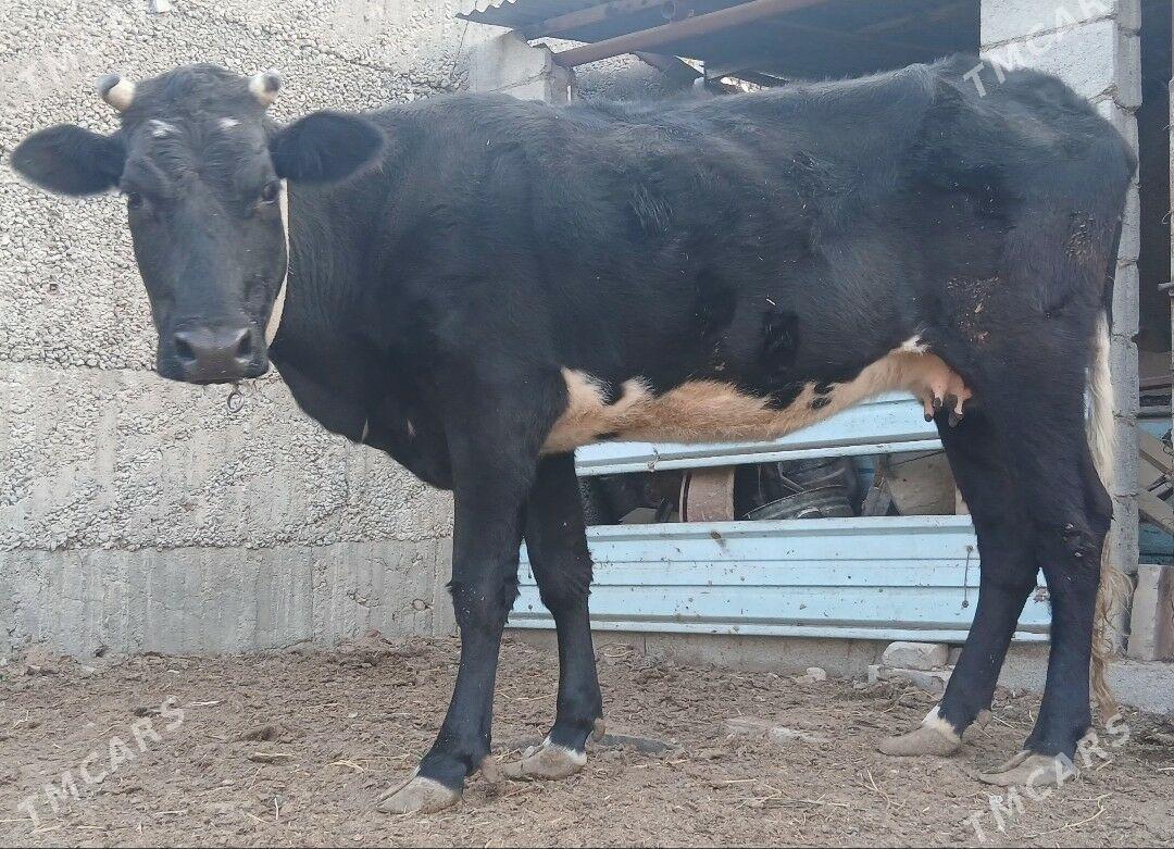 ÇORNY PIÝOSTYR SYGYRLAR - Herrikgala - img 3