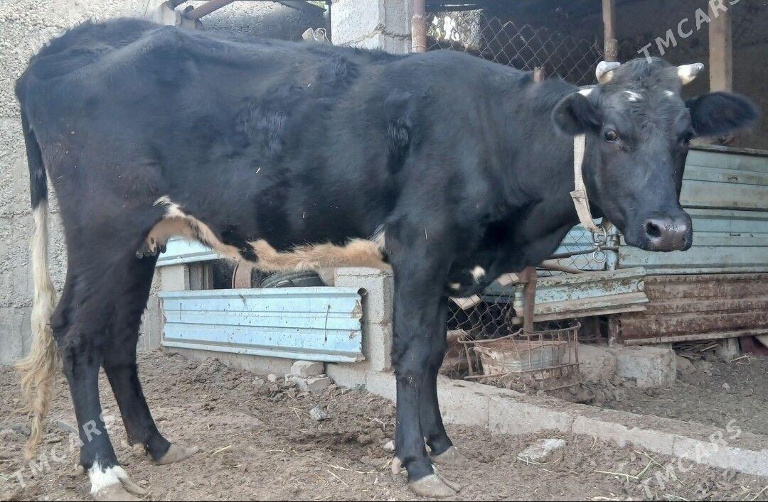 ÇORNY PIÝOSTYR SYGYRLAR - Herrikgala - img 4