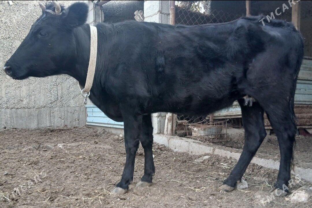 ÇORNY PIÝOSTYR SYGYRLAR - Herrikgala - img 6