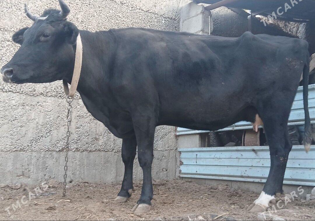 ÇORNY PIÝOSTYR SYGYRLAR - Herrikgala - img 10