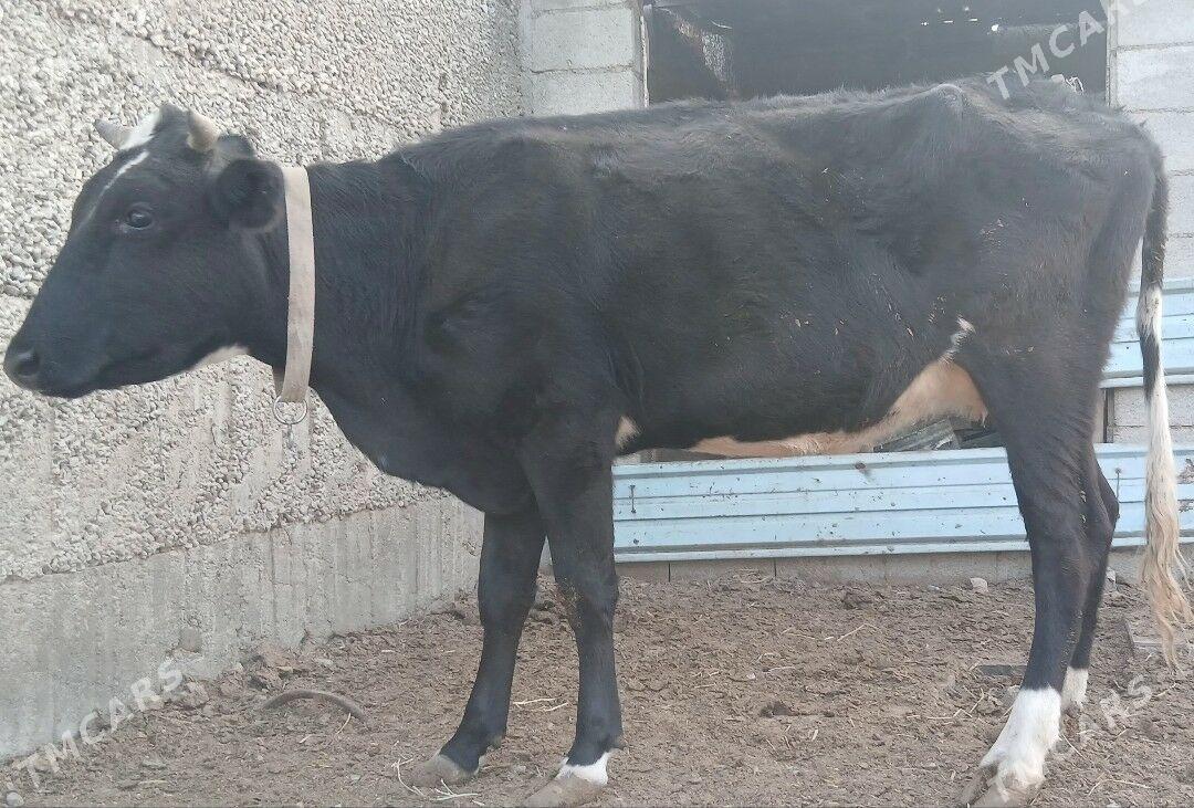 ÇORNY PIÝOSTYR SYGYRLAR - Herrikgala - img 8