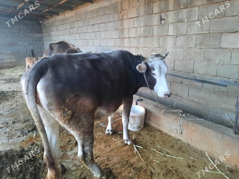 sygyr - Гёкдепе - img 2