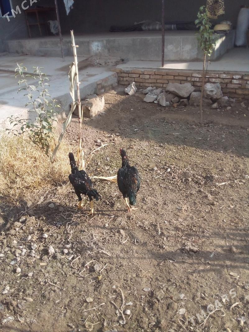 хораз - Daşoguz - img 8