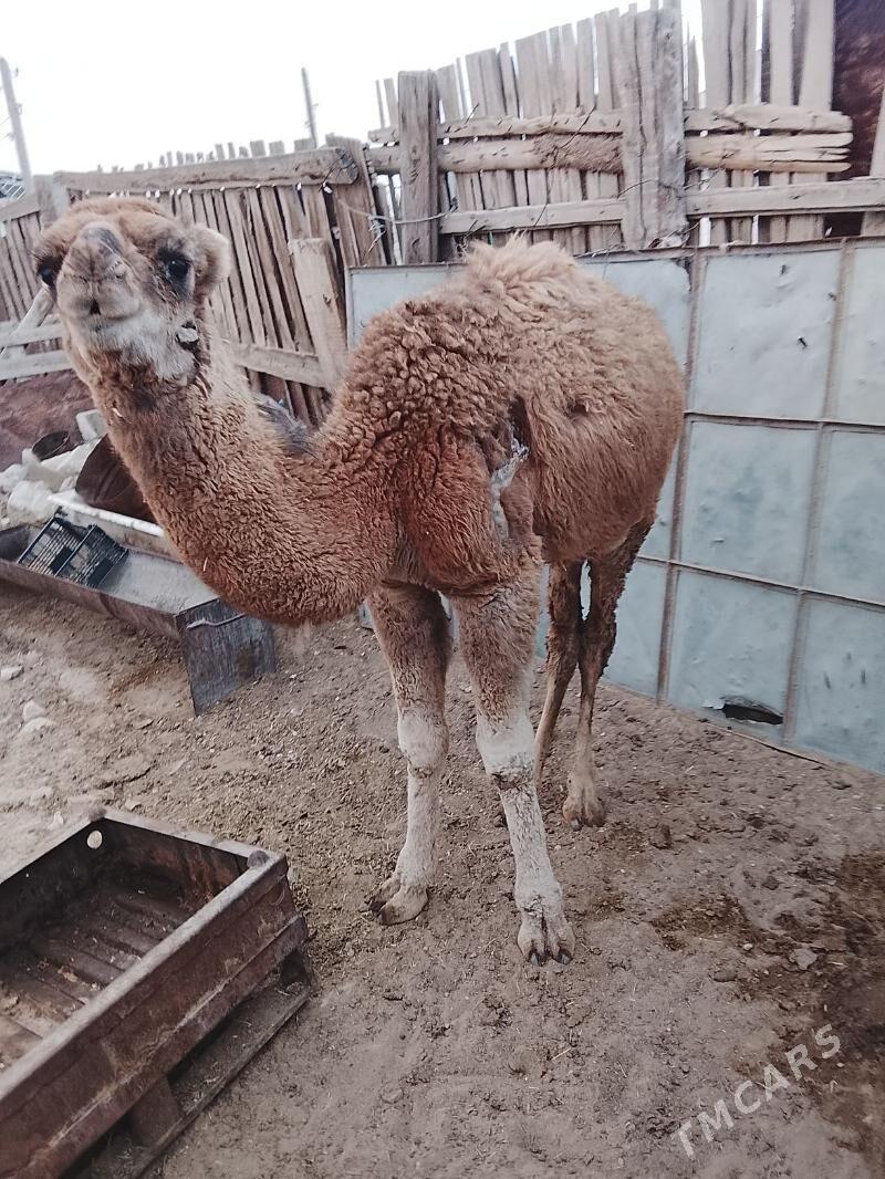 torum - Балканабат - img 3