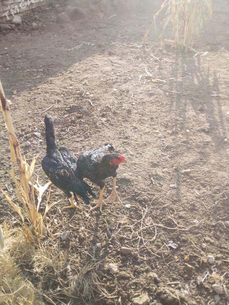 хораз - Daşoguz - img 6